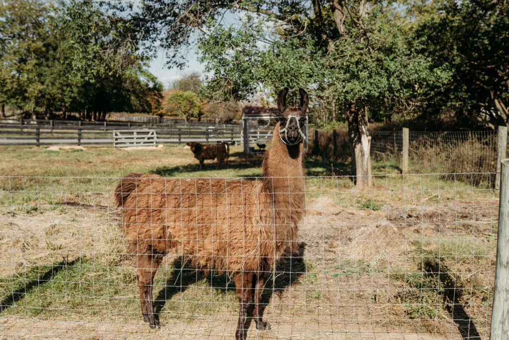 Llama standing near a fence.