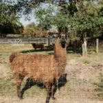 Llama standing near a fence.